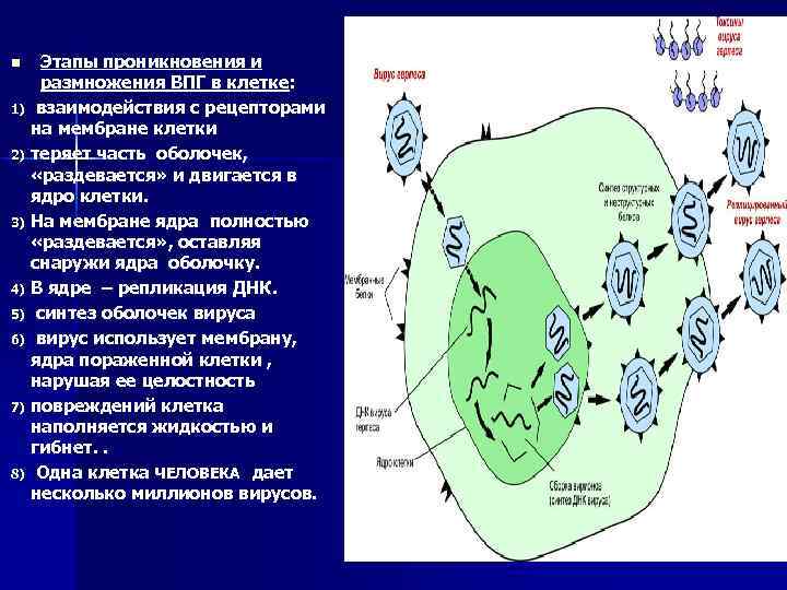 Этапы проникновения и размножения ВПГ в клетке: 1) взаимодействия с рецепторами на мембране клетки