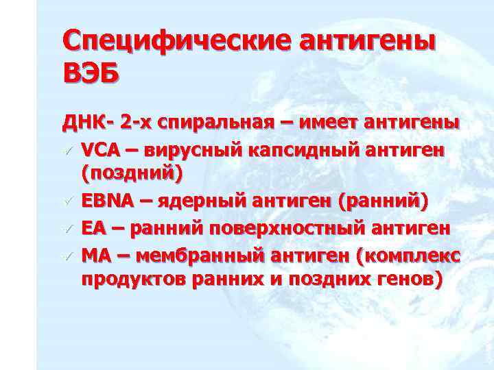 Специфические антигены ВЭБ ДНК- 2 -х спиральная – имеет антигены ü VCA – вирусный