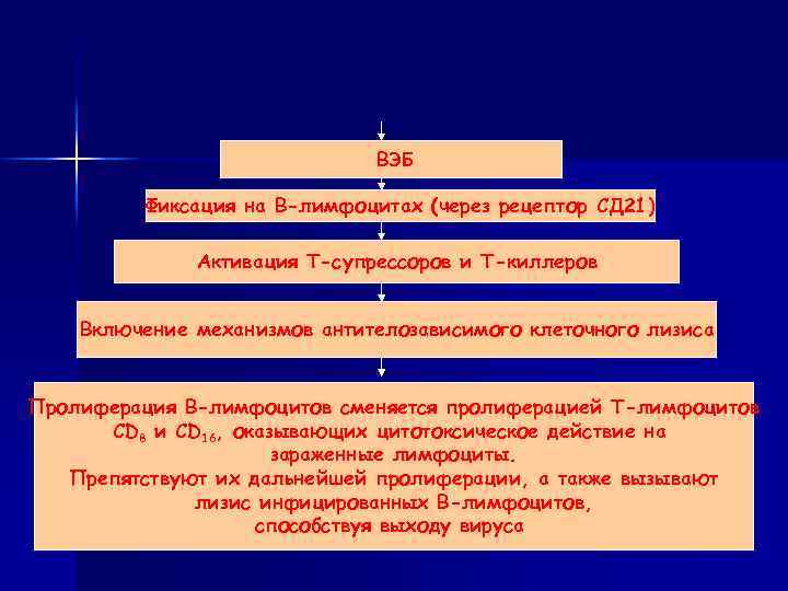 ВЭБ Фиксация на В-лимфоцитах (через рецептор СД 21) Активация Т-супрессоров и Т-киллеров Включение механизмов