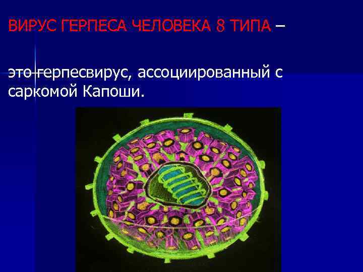 ВИРУС ГЕРПЕСА ЧЕЛОВЕКА 8 ТИПА – это герпесвирус, ассоциированный с саркомой Капоши. 