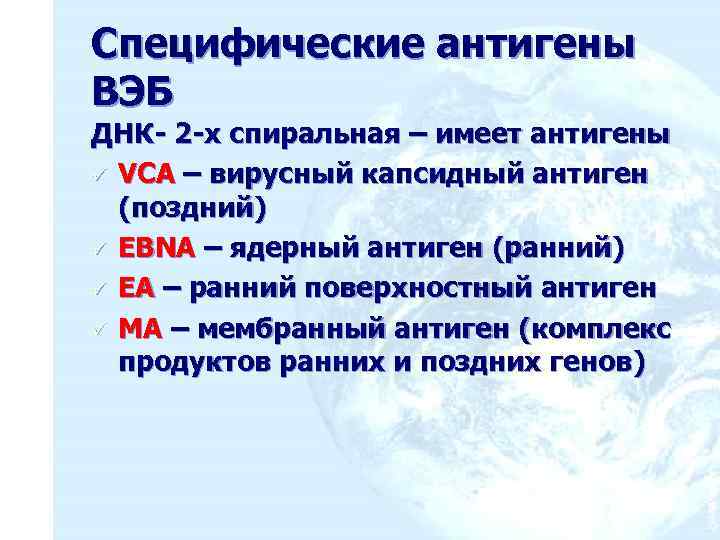 Специфические антигены ВЭБ ДНК- 2 -х спиральная – имеет антигены ü VCA – вирусный