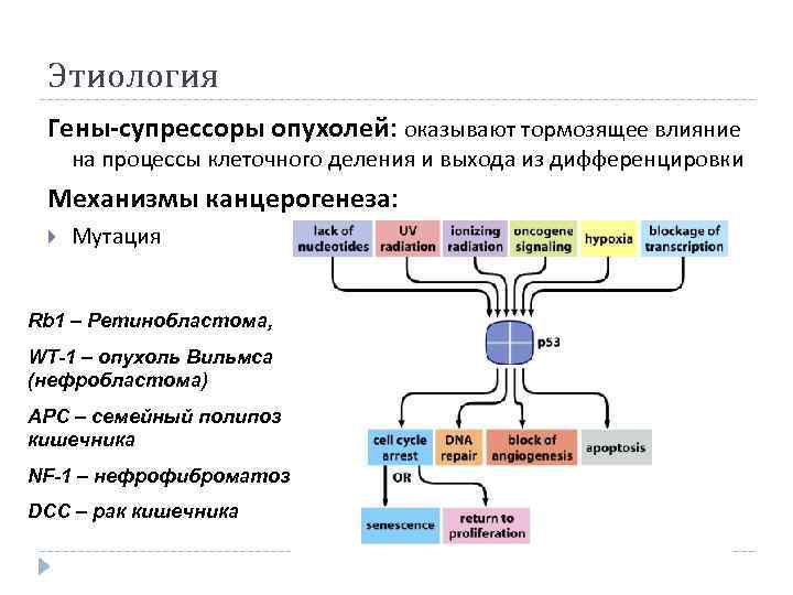 Этиология Гены-супрессоры опухолей: оказывают тормозящее влияние на процессы клеточного деления и выхода из дифференцировки