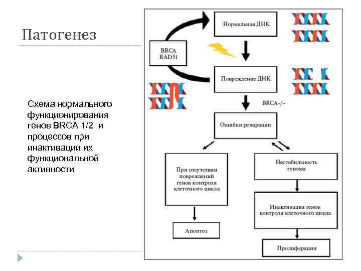 Патогенез Схема нормального функционирования генов BRCA 1/2 и процессов при инактивации их функциональной активности