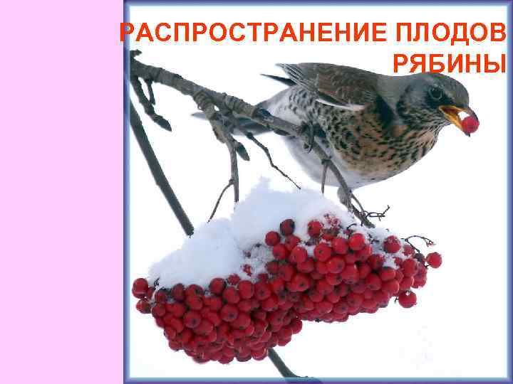 Рябина распространение плодов. Распространение плодов рябины. Рябина распространение семян. Распространение с помощью птиц плодов рябины. Как распространяются плоды рябины.
