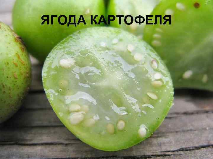 ЯГОДА КАРТОФЕЛЯ 