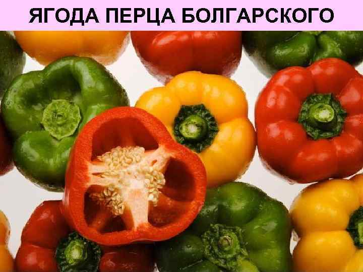 ЯГОДА ПЕРЦА БОЛГАРСКОГО 