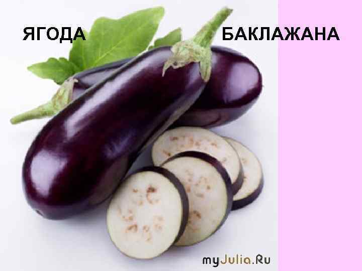 ЯГОДА БАКЛАЖАНА 