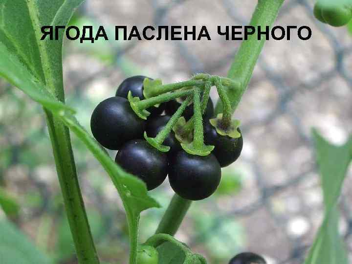 ЯГОДА ПАСЛЕНА ЧЕРНОГО 