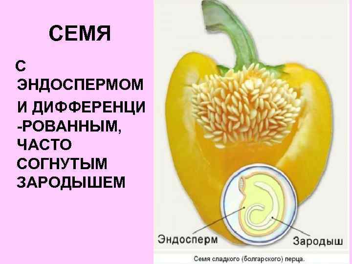 СЕМЯ С ЭНДОСПЕРМОМ И ДИФФЕРЕНЦИ -РОВАННЫМ, ЧАСТО СОГНУТЫМ ЗАРОДЫШЕМ 