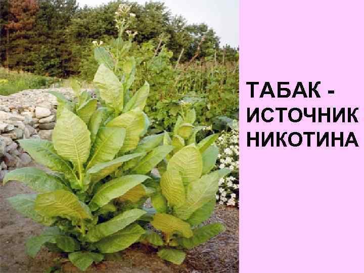 ТАБАК ИСТОЧНИК НИКОТИНА 