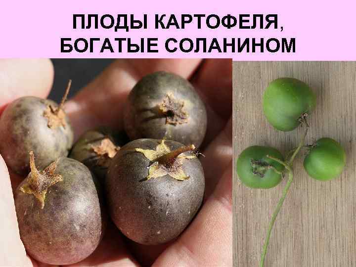 ПЛОДЫ КАРТОФЕЛЯ, БОГАТЫЕ СОЛАНИНОМ 