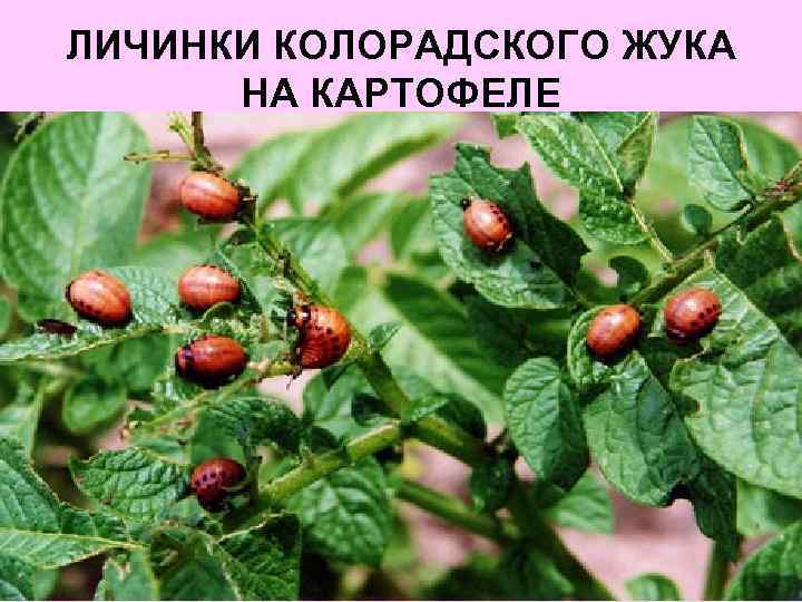 ЛИЧИНКИ КОЛОРАДСКОГО ЖУКА НА КАРТОФЕЛЕ 