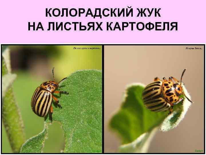 КОЛОРАДСКИЙ ЖУК НА ЛИСТЬЯХ КАРТОФЕЛЯ 