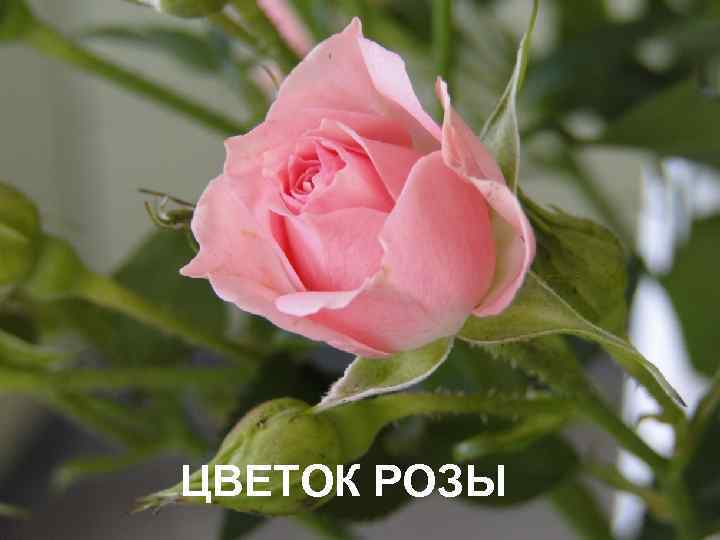 ЦВЕТОК РОЗЫ 