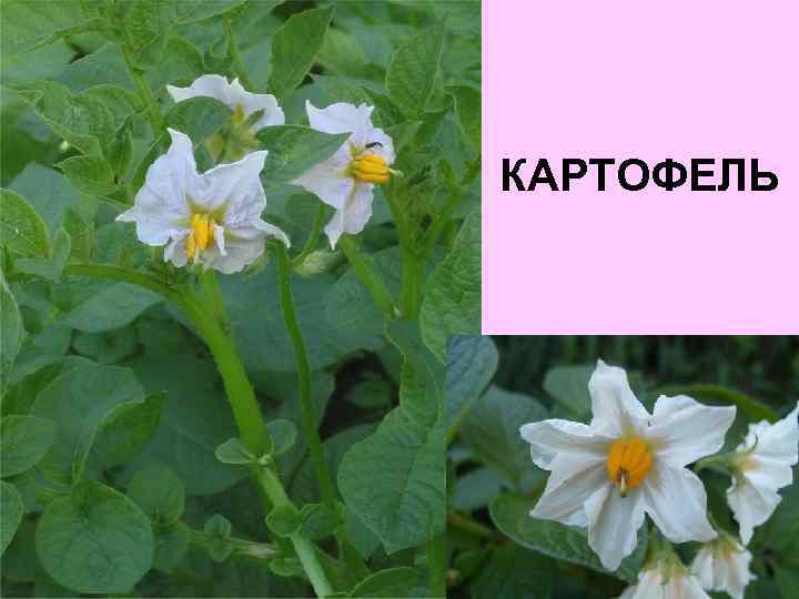 КАРТОФЕЛЬ 