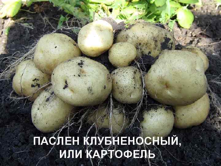 ПАСЛЕН КЛУБНЕНОСНЫЙ, ИЛИ КАРТОФЕЛЬ 