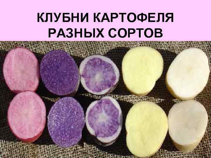 КЛУБНИ КАРТОФЕЛЯ РАЗНЫХ СОРТОВ 