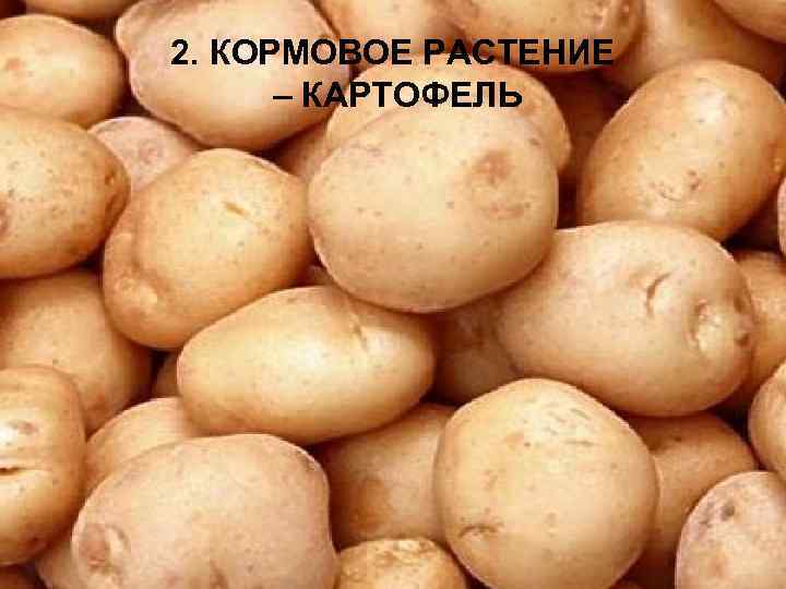 2. КОРМОВОЕ РАСТЕНИЕ – КАРТОФЕЛЬ 