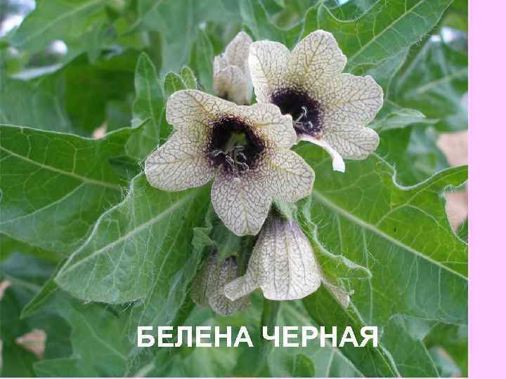 БЕЛЕНА ЧЕРНАЯ 