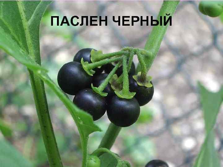 ПАСЛЕН ЧЕРНЫЙ 