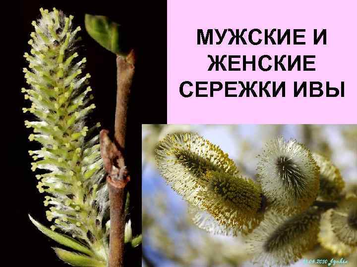 МУЖСКИЕ И ЖЕНСКИЕ СЕРЕЖКИ ИВЫ 