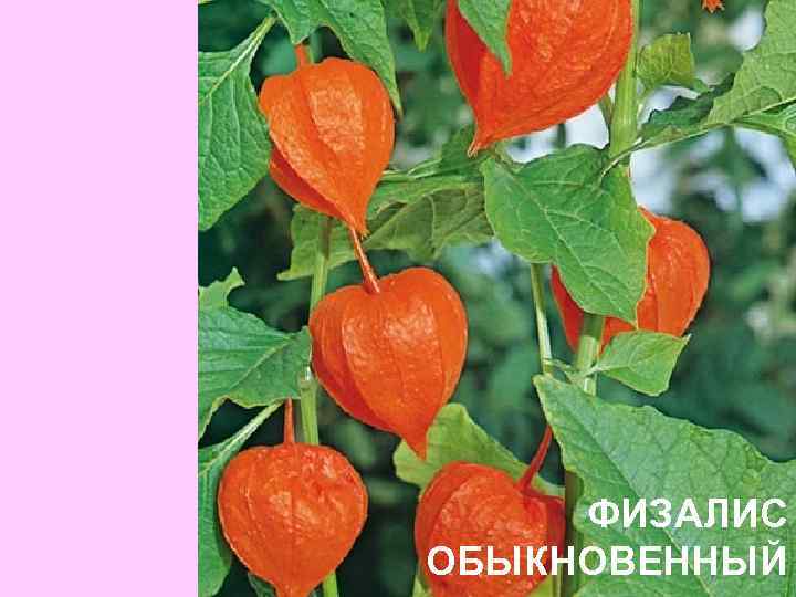 ФИЗАЛИС ОБЫКНОВЕННЫЙ 