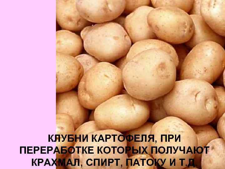 КЛУБНИ КАРТОФЕЛЯ, ПРИ ПЕРЕРАБОТКЕ КОТОРЫХ ПОЛУЧАЮТ КРАХМАЛ, СПИРТ, ПАТОКУ И Т. Д. 