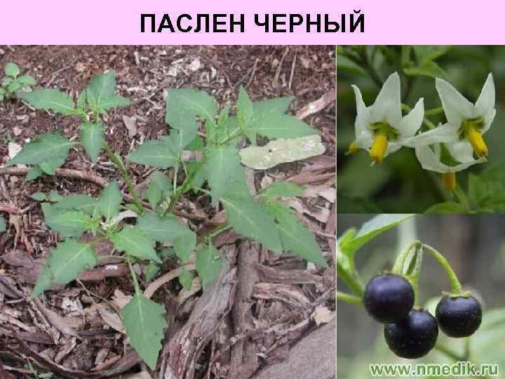 ПАСЛЕН ЧЕРНЫЙ 