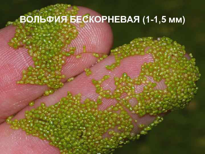 ВОЛЬФИЯ БЕСКОРНЕВАЯ (1 -1, 5 мм) 