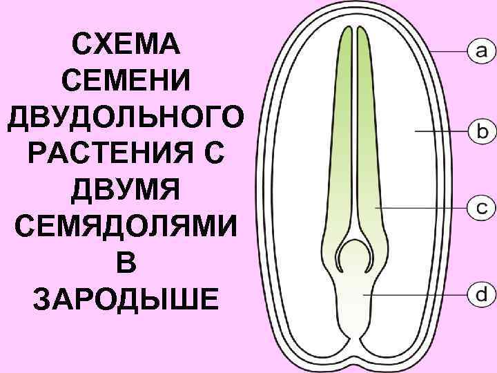 СХЕМА СЕМЕНИ ДВУДОЛЬНОГО РАСТЕНИЯ С ДВУМЯ СЕМЯДОЛЯМИ В ЗАРОДЫШЕ 