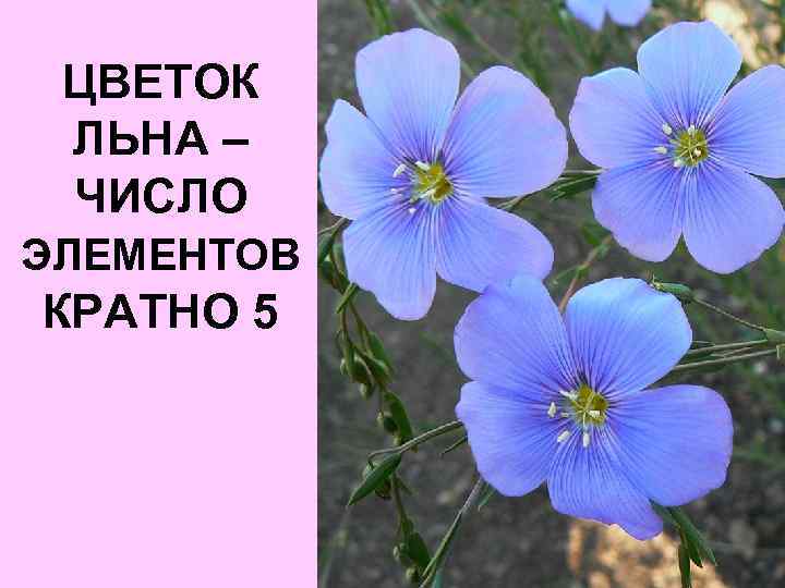 ЦВЕТОК ЛЬНА – ЧИСЛО ЭЛЕМЕНТОВ КРАТНО 5 