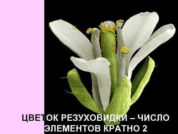 ЦВЕТОК РЕЗУХОВИДКИ – ЧИСЛО ЭЛЕМЕНТОВ КРАТНО 2 