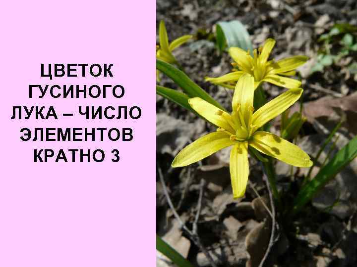 ЦВЕТОК ГУСИНОГО ЛУКА – ЧИСЛО ЭЛЕМЕНТОВ КРАТНО 3 