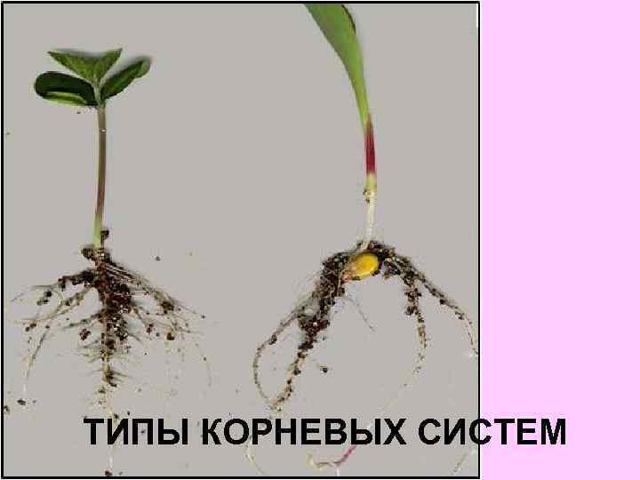 ТИПЫ КОРНЕВЫХ СИСТЕМ 