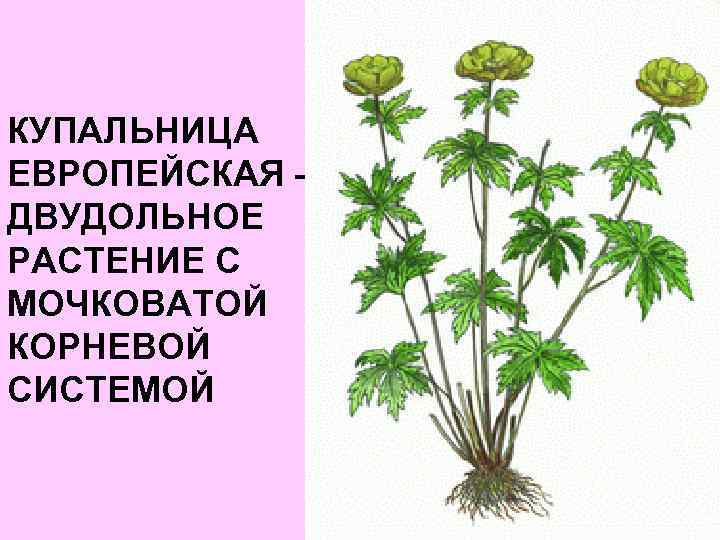 КУПАЛЬНИЦА ЕВРОПЕЙСКАЯ – ДВУДОЛЬНОЕ РАСТЕНИЕ С МОЧКОВАТОЙ КОРНЕВОЙ СИСТЕМОЙ 