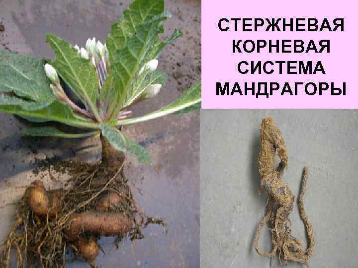 СТЕРЖНЕВАЯ КОРНЕВАЯ СИСТЕМА МАНДРАГОРЫ 