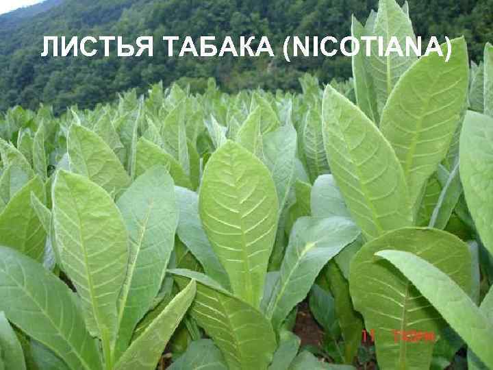 ЛИСТЬЯ ТАБАКА (NICOTIANA) 