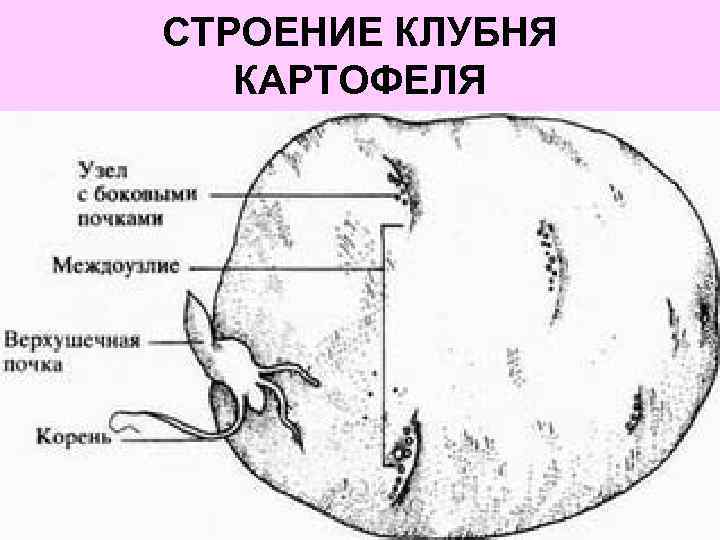 СТРОЕНИЕ КЛУБНЯ КАРТОФЕЛЯ 