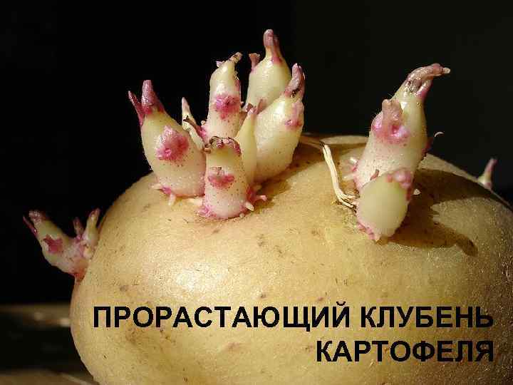 ПРОРАСТАЮЩИЙ КЛУБЕНЬ КАРТОФЕЛЯ 