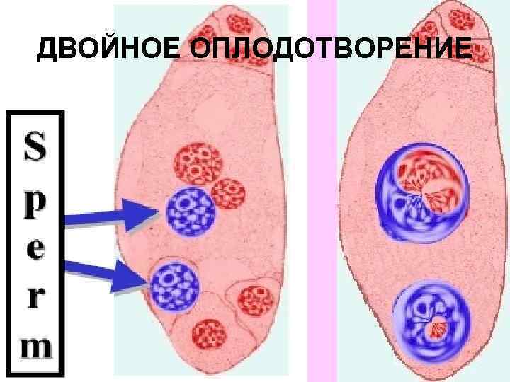 ДВОЙНОЕ ОПЛОДОТВОРЕНИЕ 