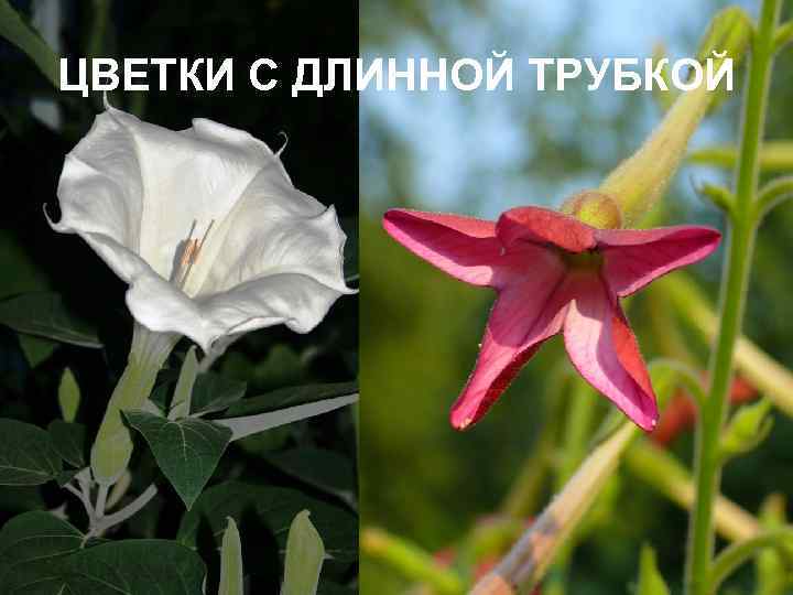 ЦВЕТКИ С ДЛИННОЙ ТРУБКОЙ 