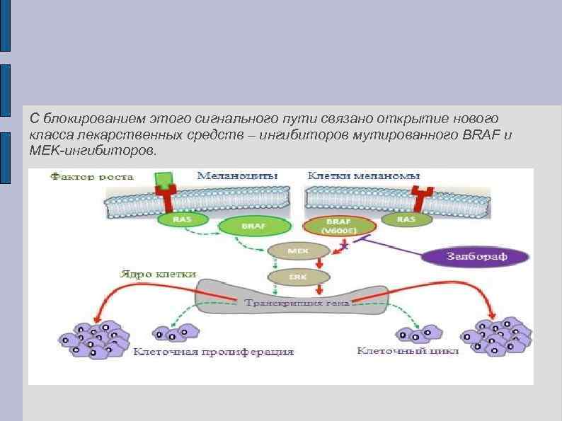 С блокированием этого сигнального пути связано открытие нового класса лекарственных средств – ингибиторов мутированного