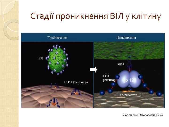 Стадії проникнення ВІЛ у клітину Доповідач: Кисловська Г. С. 