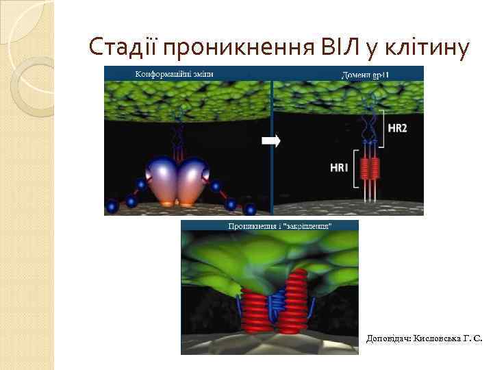 Стадії проникнення ВІЛ у клітину Доповідач: Кисловська Г. С. 