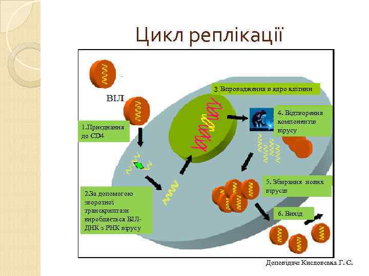 Цикл реплікації Впровадження в ядро клітини 1. Приєднання до CD 4 2. За допомогою