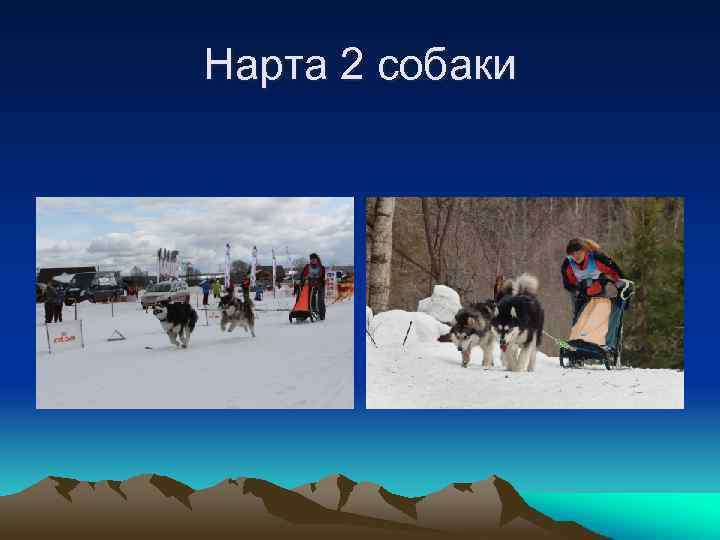 Нарта 2 собаки 