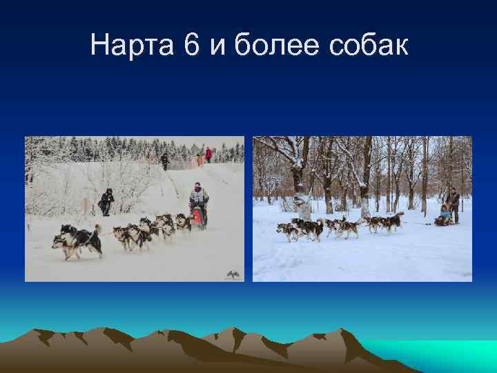 Нарта 6 и более собак 