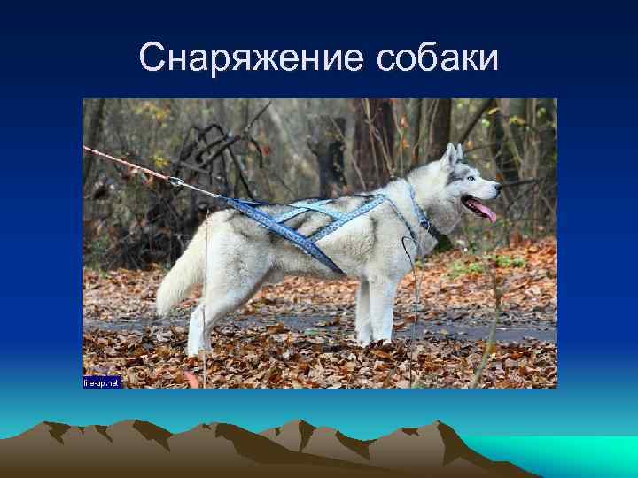 Снаряжение собаки 