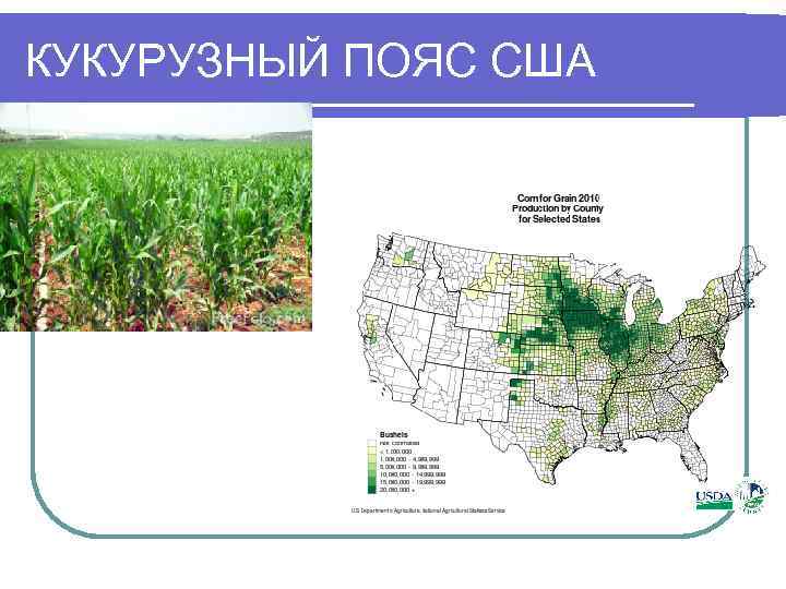 Пшеничные штаты. Кукурузный пояс США штаты. Сельское хозяйство США кукурузный пояс. Сельское хозяйство США карта. Сельскохозяйственные пояса США.