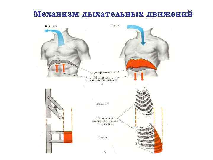 Механизм дыхательных движений 